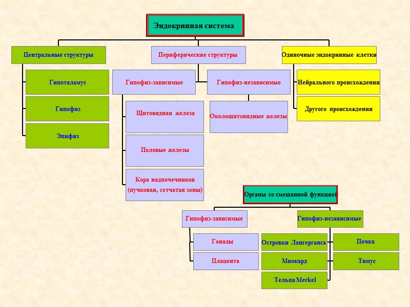 Гипоталамус Гипофиз Эпифиз Центральные структуры Щитовидная железа Половые железы Кора надпочечников (пучковая, сетчатая зоны)